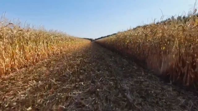 Цены на зерно! Девальвация гривны и Подорожание удобрений!Розыгрыш Подсолнечника! 18.01.2022 смотреть онлайн