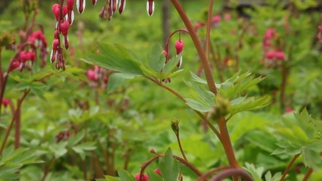 HOW TO GROW BLEEDING HEART FLOWERS (DICENTRA SPECTABILIS) IN ZONES 3 TO 9 смотреть онлайн