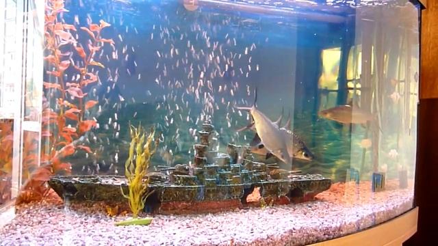 Аквариумные рыбки = Акулий барбус смотреть онлайн