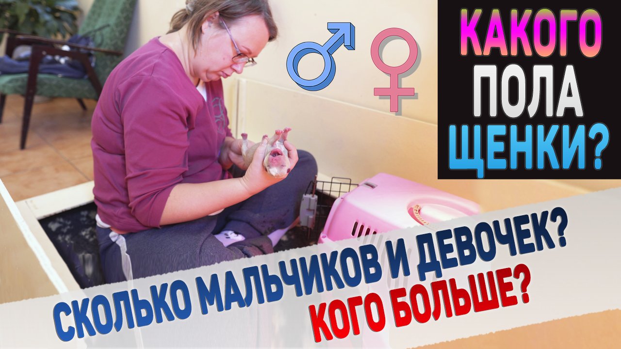Родилось 8 щенков! Сколько мальчиков и девочек? Смотрим! смотреть онлайн