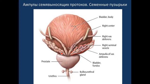 Мужская половая система  24.03.21 - 16:30