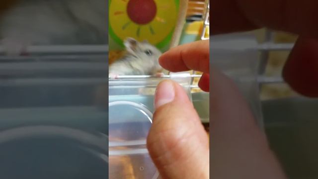 Мой Хомячок смотреть онлайн