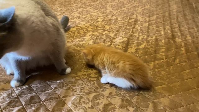 Принесли кота домой 2 смотреть онлайн