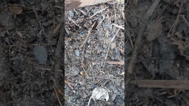 разведение червей на приусадебном участке смотреть онлайн