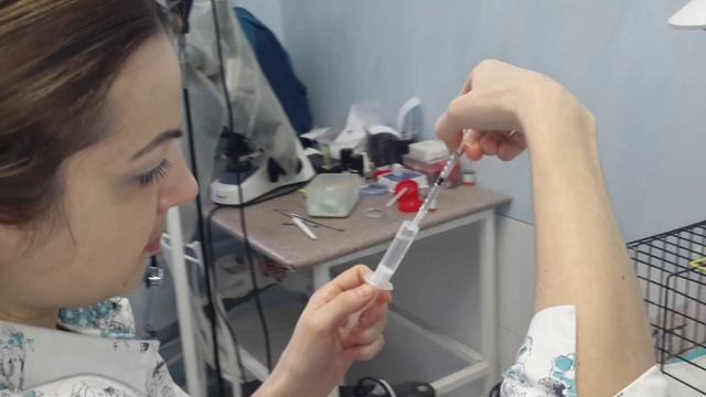 Крысе делают укол. смотреть онлайн