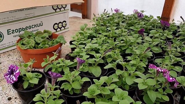 Много вегетативного черенка не бывает . Получаем , укореняем, нарезаем и размножаем . смотреть онлайн