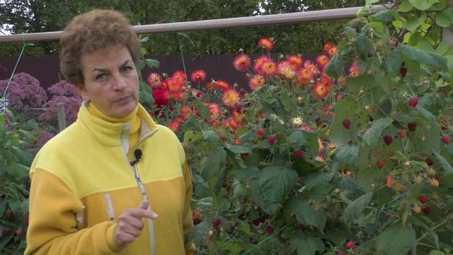 Ремонтантная малина - лучшая ягода осени! смотреть онлайн