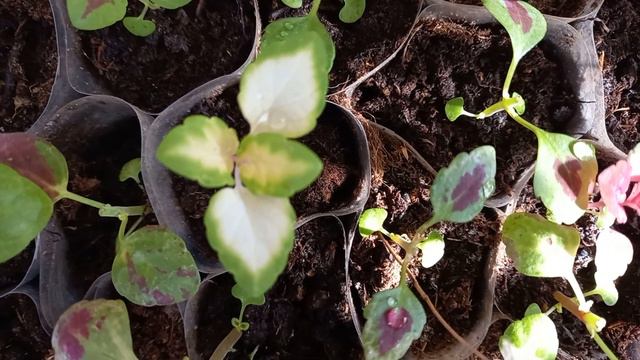 Колеусы из семян. Невероятные перевоплощения. Красота по доступным ценам. смотреть онлайн