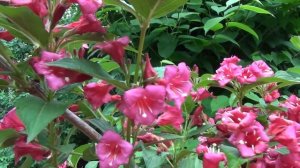 Как вырастить красивую вейгелу.