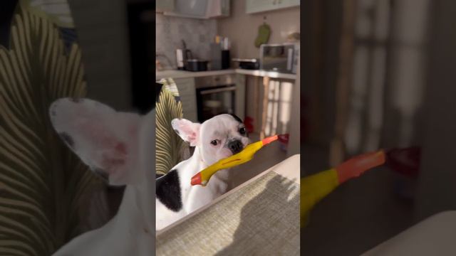 У ваших есть такое? #shortsvideo #жиза #юмор #youtube #французскийбульдог #собака смотреть онлайн