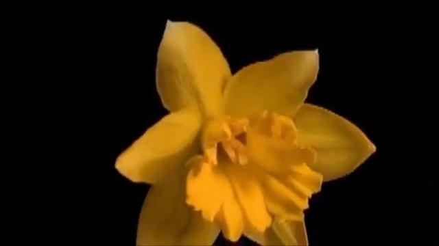 Вальс цветов. Вальс цветов Чайковский смотреть онлайн