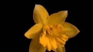 Вальс цветов. Вальс цветов Чайковский