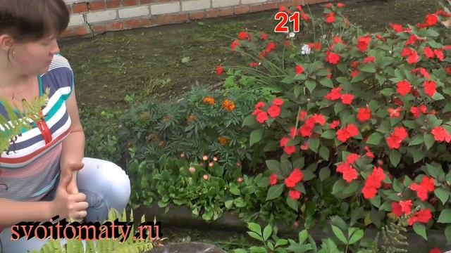 Маргаритка: выращивание и уход смотреть онлайн