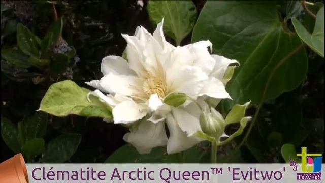 Clematis Arctic Queen™ 'Evitwo' - Pépinières TRAVERS - Spécialiste Des Plantes Grimpantes