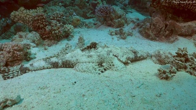 11 HOURS Of 4K Underwater Wonders 🐳 Tropical Fish, Coral Reef, Jellyfish Aquarium
