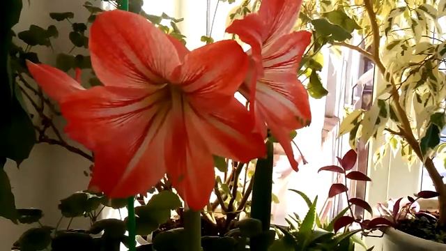 4.. Наконец распустился гиппеаструм смотреть онлайн