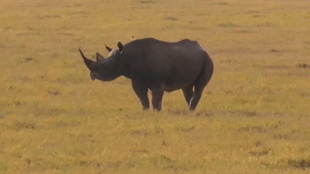 Сафари | Танзания | заповедник Нгоронгоро | Встреча с охотником за тенью | Жизнь Ярче | Танзания #0 смотреть онлайн