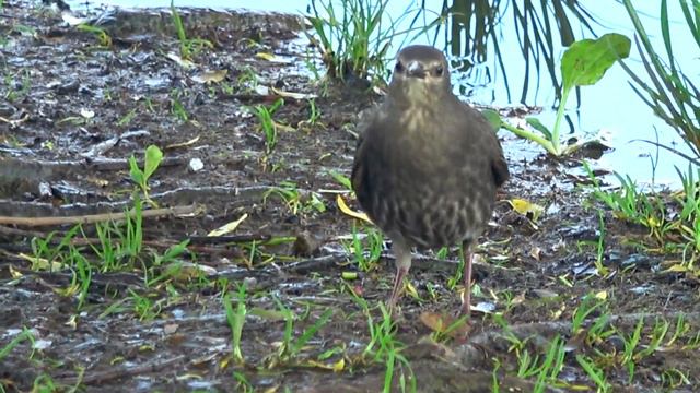 Красивая природа -1 Мытищи Яуза Beautiful nature animals प्रकृति 自然 性質 자연 alam طبيعة ziminvideo смотреть онлайн