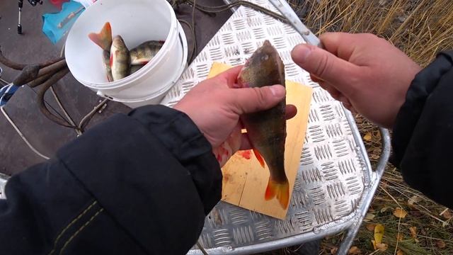 Как снять шкуру с окуня. смотреть онлайн