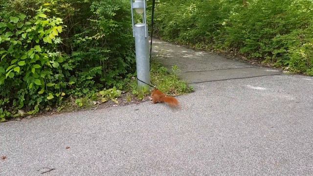 Tintin's Adventures: Pinea and Hazel, Tintin and Tiger, finger battle and play. смотреть онлайн