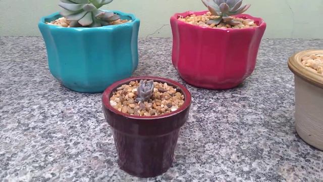 Echeveria Agavoides 'Estrela' E Graptoveria 'Milky Way'