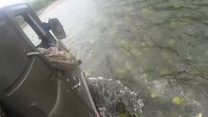 Таёжный Чикой