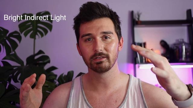 Philodendron Gloriosum | How To: Houseplant