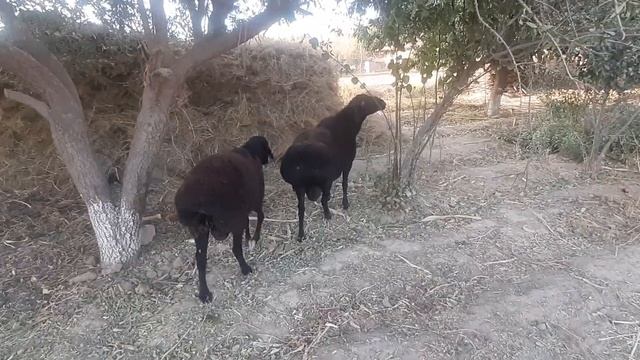 гиссарский кучкары смотреть онлайн