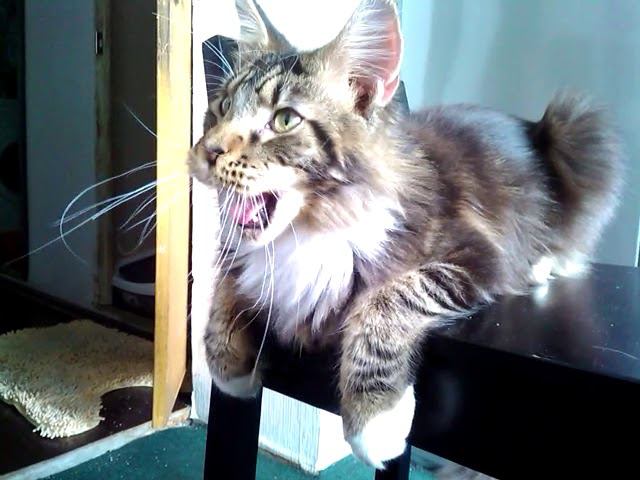 Кот смотрит TV.#кот #котики #мейнкун #мейнкуны #cat #cats #catvideos#смех #юмор#tiktok #instagram