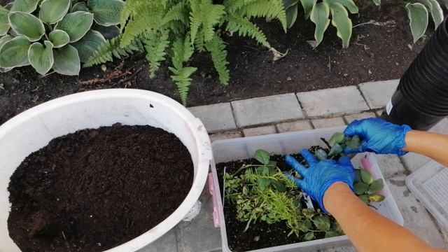 Результат укоренения черенков летом. Укореняем все подряд. смотреть онлайн