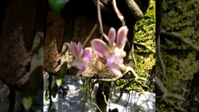 Phalaenopsis Finleyi | (phalaenopsis Minus) | Miniature Orchid