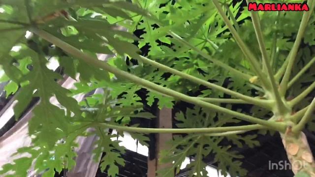 КАК РАСТЁТ ПАПАЙЯ | ТРОПИЧЕСКИЙ ЛИВЕНЬ смотреть онлайн