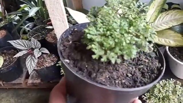 Tanaman Unik RUMPUT PAPUA Atau ANDE-ANDE LUMUT AMBON