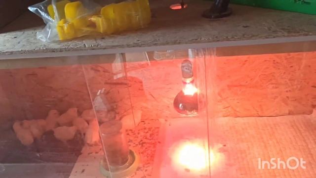 Зимний брудер своими руками//Чем обрабатываю брудер после цыплят? смотреть онлайн