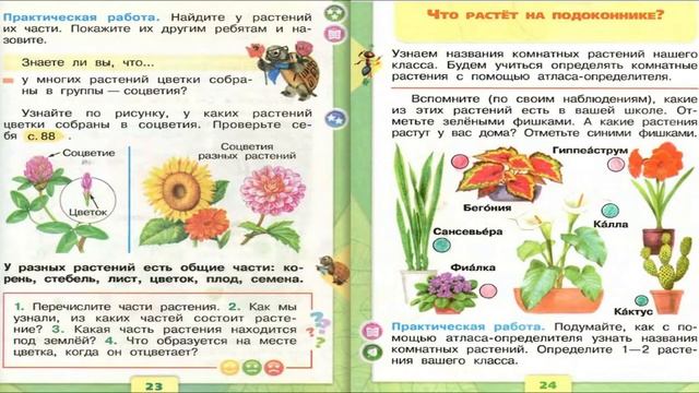 Что общего у разных растений? Окружающий мир. 1 класс 1 часть. Учебник А. Плешаков стр. 22-23