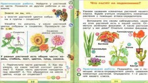 Что общего у разных растений? Окружающий мир. 1 класс, 1 часть. Учебник А. Плешаков стр. 22-23