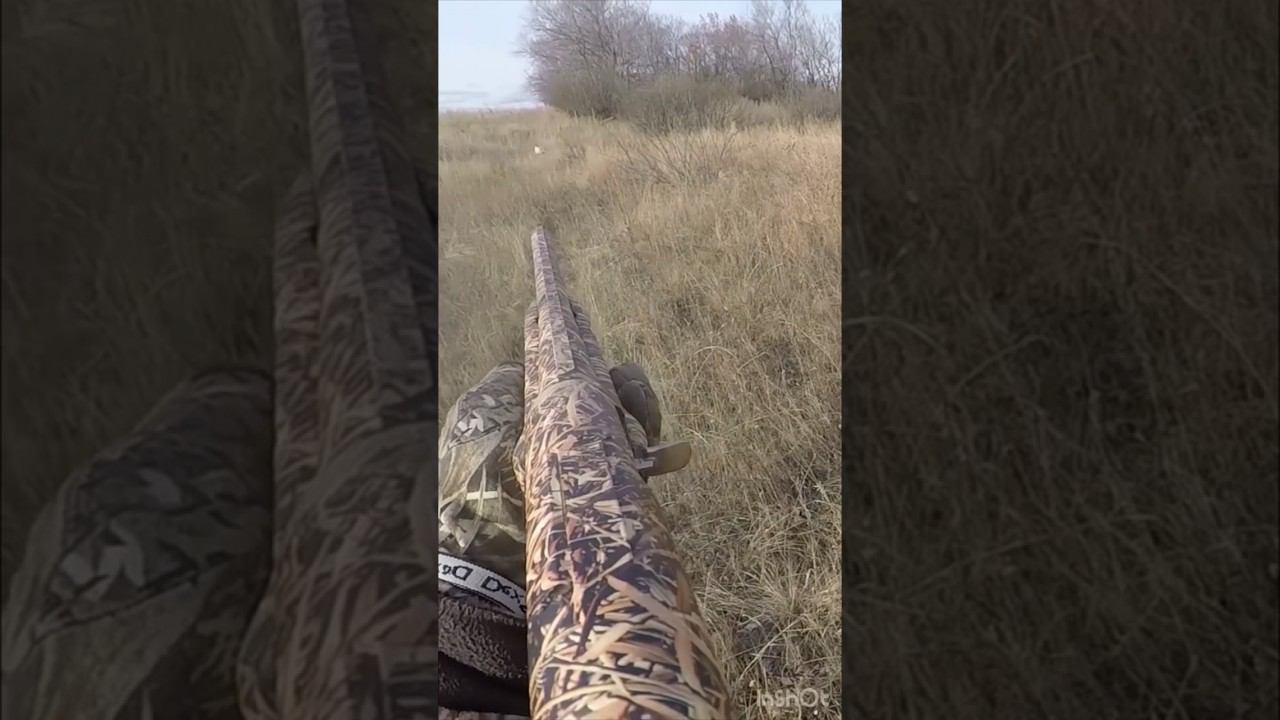 Охота на белого зайца #shortvideo #охота #охотаназайца #шортс #shorts #охотавидео #maxhunter смотреть онлайн