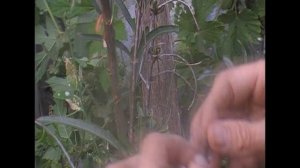 окулировка облепихи(мужское на женское)