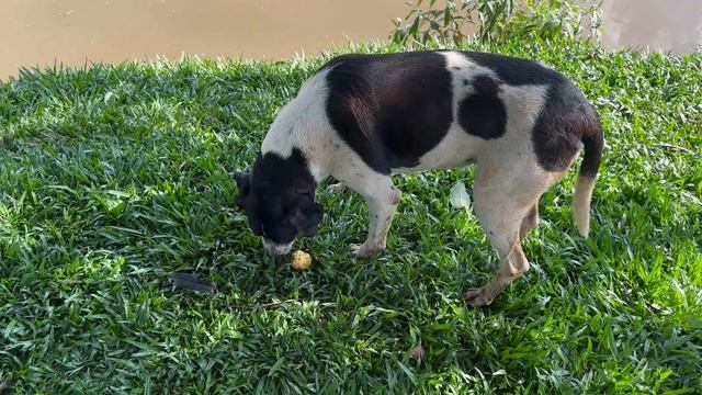Pescar desestressa e enche a barriga! Pescamos 8 peixes, soltamos 4 e 2 fugiram; comemos 2 ?? смотреть онлайн