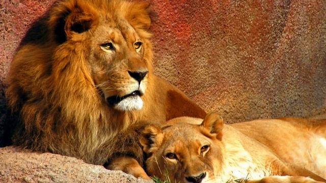 Сириус. Энергии Портала Льва. Ченнелинг. Авилла Светлана Макарьина смотреть онлайн