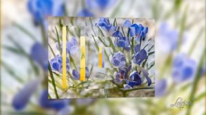 Антонио Вивальди "Весна"