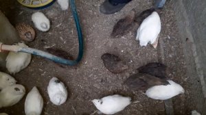 ПОДВОДИМ ИТОГ!!!ЭКСПЕРИМЕНТА !!!НАПОЛЬНОЕ vs КЛЕТОЧНОЕ СОДЕРЖАНИЕ ПЕРЕПЕЛОВ