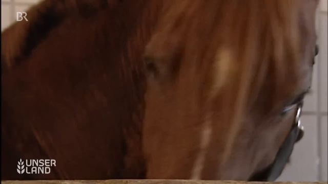 Pferde Züchten: Mit Künstlicher Besamung Zum Perfekten Fohlen | Pferde Decken  | Unser Land | BR