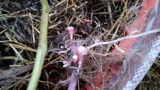 Копаю картофель Унику из мешка тубы/Везде с Цвергом смотреть онлайн