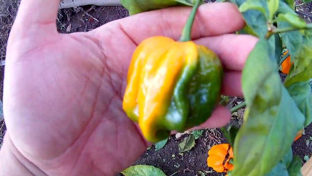 7Pot Congo SR Gigantic Yellow. 7Pot Конго SR Гигантский желтый. смотреть онлайн