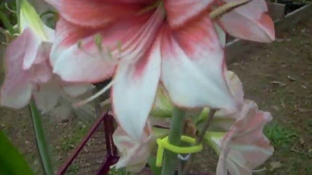 Wagon full of Amaryllis смотреть онлайн