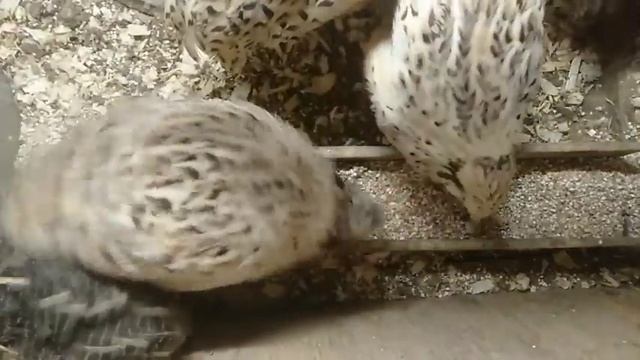 Во сколько начинают нестись перепела смотреть онлайн