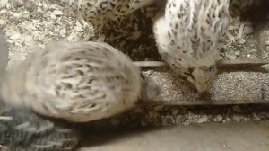 Во сколько начинают нестись перепела