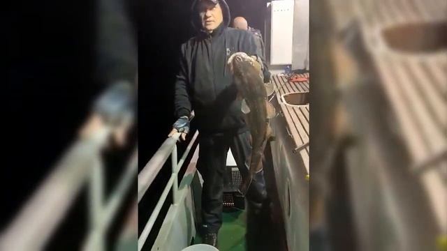 Треска на банке Зубр в заливе Петра Великого под Владивостоком смотреть онлайн