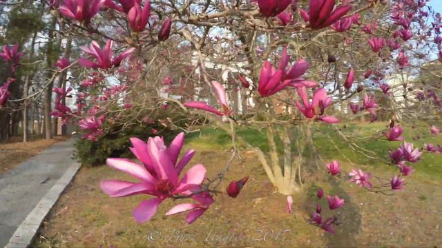 Tulip Tree Saucer Magnolia смотреть онлайн